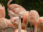 FZ029809 Chilean flamingos (Phoenicopterus chilensis).jpg